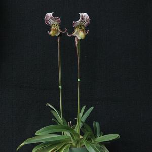 Paphiopedilum fairrieanum