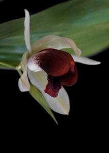 Coelogyne usitana