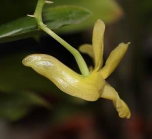 Dendrobium cerinum