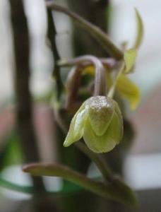 Dendrobium guerreroi