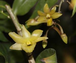 Dendrobium guerreroi