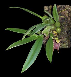 Bulbophyllum disciflorum