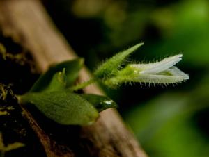 Lankesterella ceracifolia