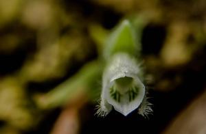 Lankesterella ceracifolia