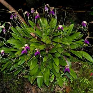 Masdevallia antonii