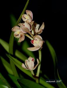 Cymbidium ensifolium