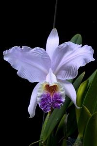 Cattleya lueddemanniana