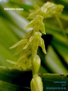 Coelogyne cobbiana