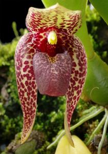 Bulbophyllum disciflorum