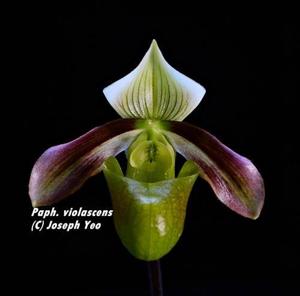 Paphiopedilum violascens