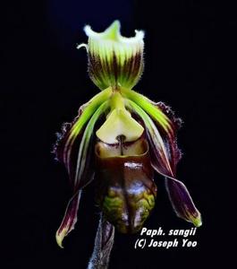 Paphiopedilum sangii