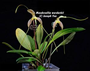 Masdevallia wurdackii