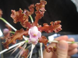 Laelia gloriosa