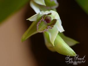 Dendrobium peguanum