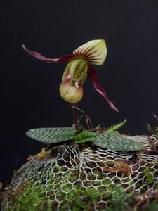 Paphiopedilum canhii