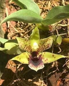 Promenaea stapelioides