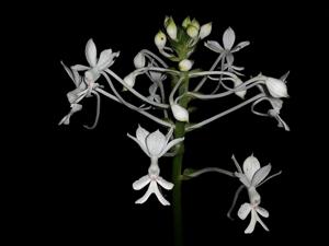 Calanthe triplicata