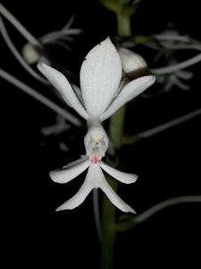 Calanthe triplicata