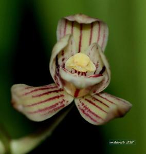 Cymbidium ensifolium