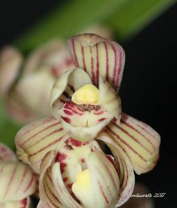 Cymbidium ensifolium