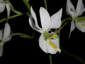 Barkeria whartoniana