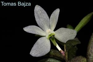 Trichoglottis biglandulosa