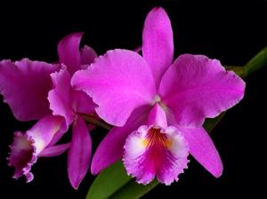 Cattleya jenmanii