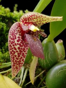 Bulbophyllum disciflorum