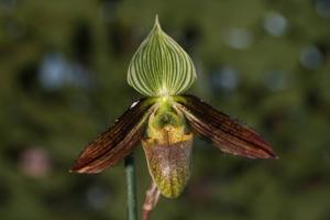 Paphiopedilum wardii