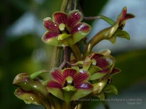 Dendrobium dianiae