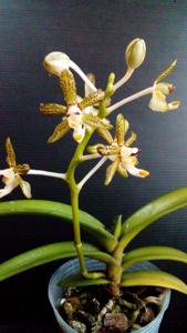 Trichoglottis loheriana