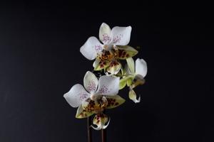 Phalaenopsis stuartiana