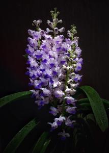 Rhynchostylis coelestis