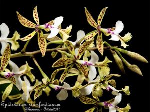 Epidendrum stamfordianum