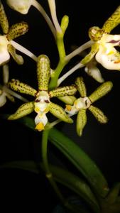 Trichoglottis loheriana