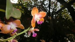 Phalaenopsis marriottiana