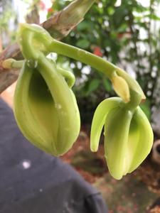 Cycnoches chlorochilon