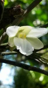 Dendrobium corallorhizon