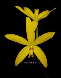 Cattleya gloedeniana