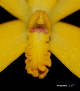 Cattleya gloedeniana