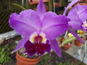 Cattleya lueddemanniana