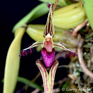 Bulbophyllum appendiculatum