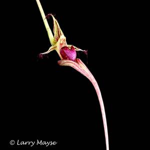 Bulbophyllum appendiculatum