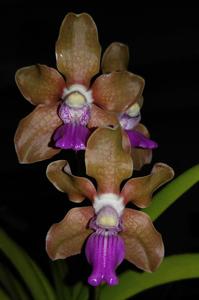 Vanda tessellata