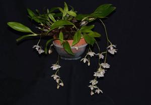 Dendrobium cruttwellii