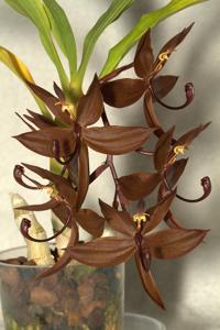 Cycnoches cooperi