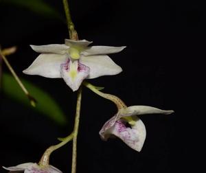 Dendrobium cruttwellii