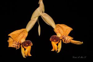 Stanhopea connata