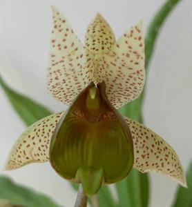 Catasetum fuchsii