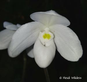 Paphiopedilum thaianum